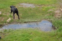 Dog leaping over stream